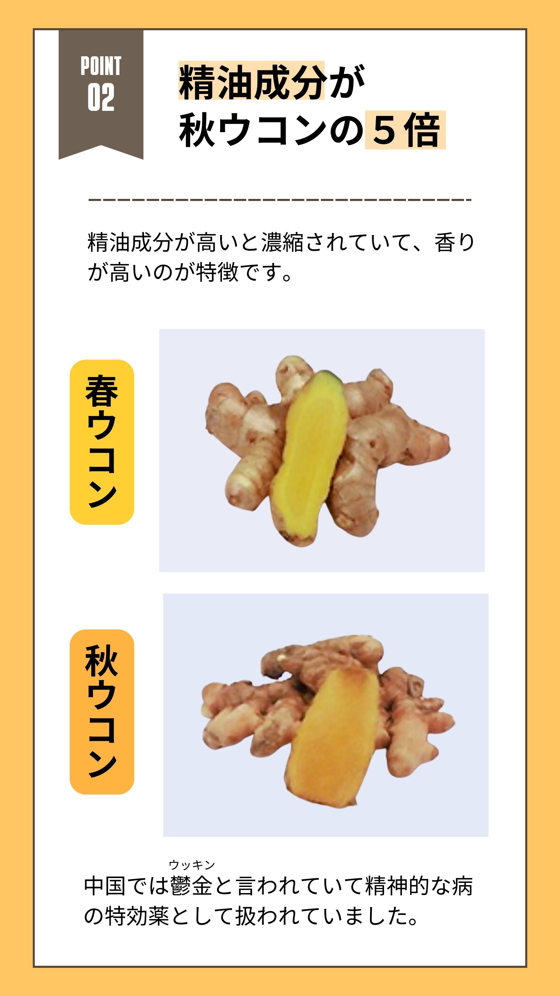 精油成分が秋ウコンの５倍